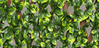 Gardenienblätter