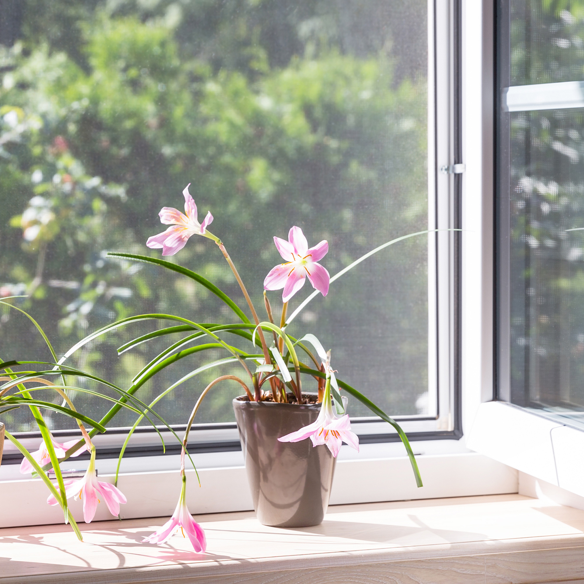 Insektenschutz-Spannrahmen ProfiLine für Fenster | 60 x 150 cm, weiß 